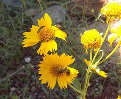 Acmaeodera decipiens