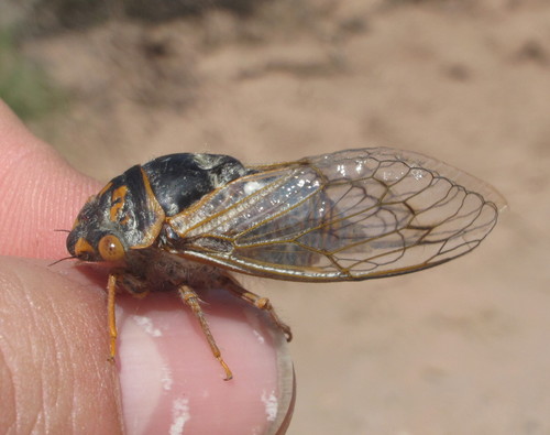 Chonosia atrodorsalis
