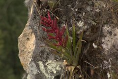 Tillandsia mooreana