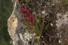 Tillandsia mooreana