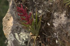 Tillandsia mooreana