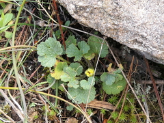 Ranunculus nigrescens