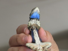 Sceloporus torquatus