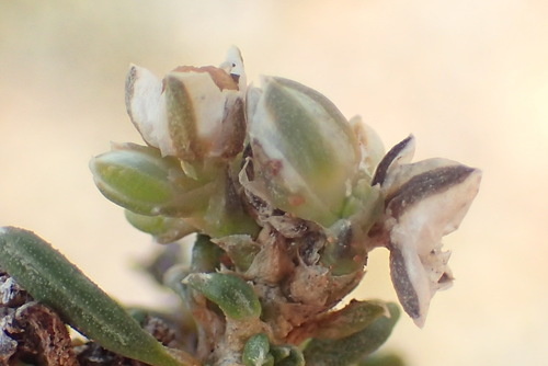 Image of Limeum aethiopicum by (c) Nicola van Berkel, some rights reserved (CC BY-SA)