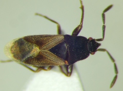 Tropistethus holosericus