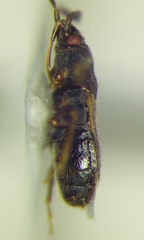Tropistethus holosericus