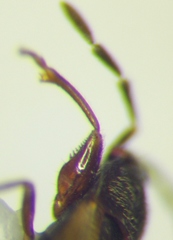 Tropistethus holosericus