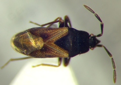 Tropistethus holosericus
