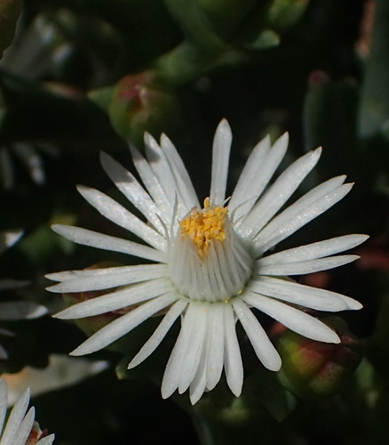 Image of Ruschia multiflora by (c) Nicola van Berkel, some rights reserved (CC BY-SA)