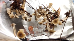 Mycena quiniaultensis
