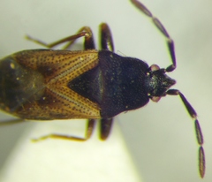 Tropistethus holosericus