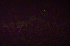 Mycena quiniaultensis