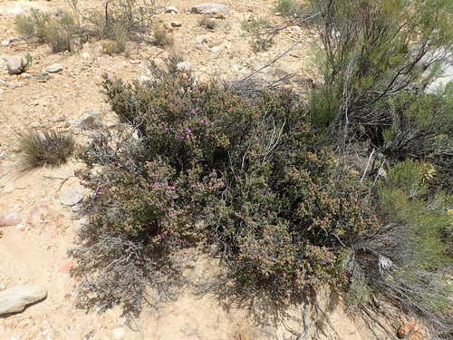 Image of Drosanthemum asperulum by (c) Nicola van Berkel, some rights reserved (CC BY-SA)