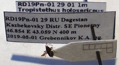 Tropistethus holosericus