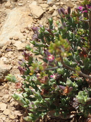 Smicrostigma viride