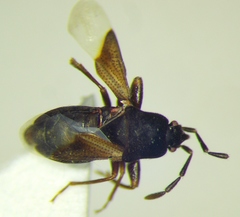 Tropistethus holosericus