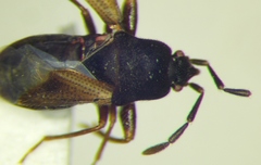 Tropistethus holosericus