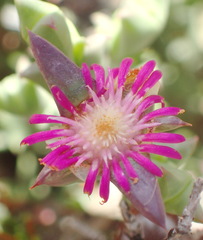Smicrostigma viride