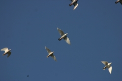 Columba livia domestica