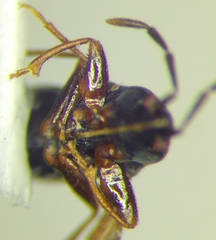 Tropistethus holosericus