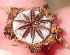 Smicrostigma viride