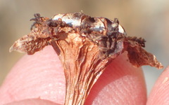 Smicrostigma viride