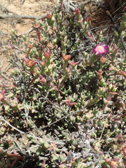 Smicrostigma viride
