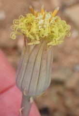 Curio acaulis