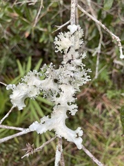 Parmotrema subrigidum