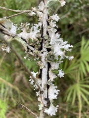Parmotrema subrigidum