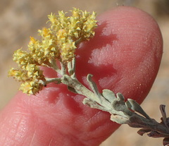 Helichrysum excisum