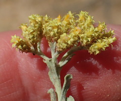 Helichrysum excisum