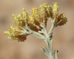 Helichrysum excisum