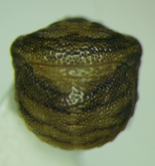 Vilpianus galii