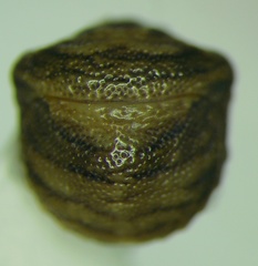 Vilpianus galii