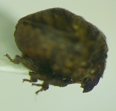 Vilpianus galii