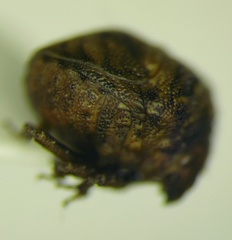 Vilpianus galii