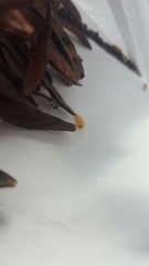 Chalcodermus collaris