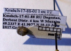Vilpianus galii