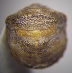 Vilpianus galii