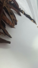 Chalcodermus collaris