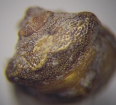 Vilpianus galii