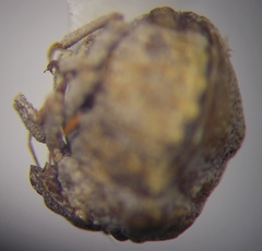 Vilpianus galii