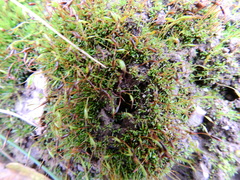 Aloina aloides