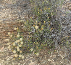 Pegolettia baccaridifolia