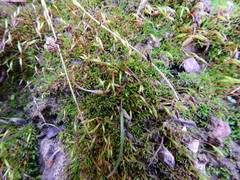 Aloina aloides