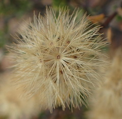 Pegolettia baccaridifolia