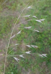 Avena sativa