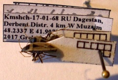 Xanthochilus omissus