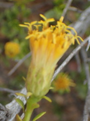 Pegolettia baccaridifolia